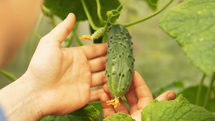Growing cucumbers and harvesting. Organic production. Ecological products.