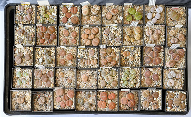 Lithops - Blooming stones in a plastic pot.