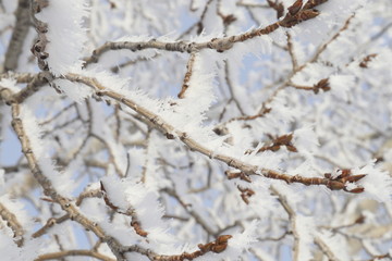 Closeup hoarfrost on tree branch in winter season of Canada, look cold and beautiful.