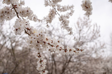 Apricot flower bloosom in Ladakh, India. White flower on branch looklike sakura blooming on winter season.