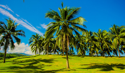Fototapeta premium palm trees on beach