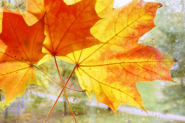 Yellow leaf adhered to the glass.