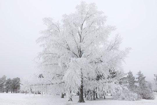 View of natural winter, white snow and hoarfrost on trees and ground Canada, look cold and beautiful.