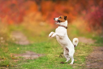 Jack russel terrier play and jump with ball in autumn forest