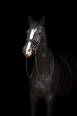 Horse portrait in bridle isolated on black background