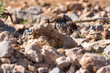 A hardly visible ground squirrel behind a stone eating grass with it's paws, Namibia, Africa