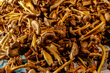 Stockholm, Sweden Wild picked chanterelle mushrooms drying on newspaper