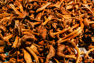 Stockholm, Sweden Wild picked chanterelle mushrooms drying on newspaper