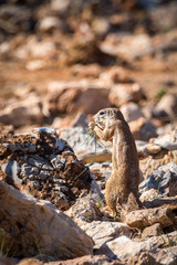 Fototapeta premium Ground squirrel eating a blade of grass, Namibia, Africa