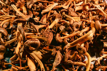 Stockholm, Sweden Wild picked chanterelle mushrooms drying on newspaper