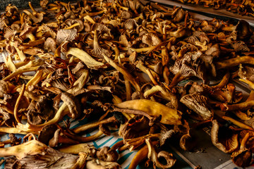 Stockholm, Sweden Wild picked chanterelle mushrooms drying on newspaper