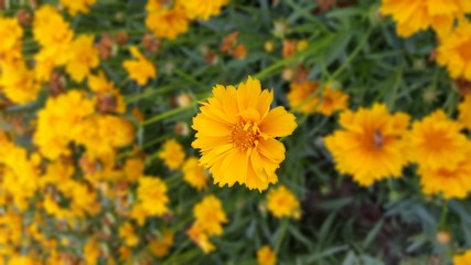yellow flowers in garden