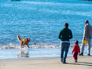 Family plays with wet golden retriever dog covered playing fetch in the ocean beach