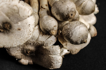 the best testy mushroom in the world 