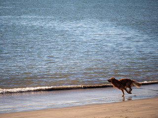 Wet golden retriever dog running along ocean on beach