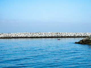 Jetty covered with sea birds, Ventura Harbor, as seen from the water, California, USA