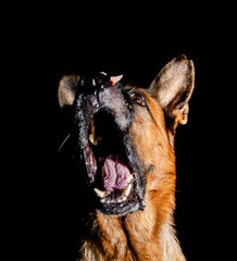 Cute German Shepherd on the black background