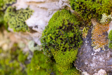 moss on stone