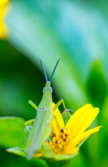 Green grass hopper among beautiful flora