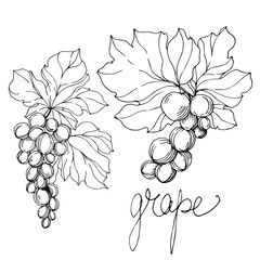 Vector Grape berry healthy food. Black and white engraved ink art. Isolated grapes illustration element.