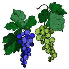 Obraz premium Vector Grape berry healthy food. Black and white engraved ink art. Isolated grapes illustration element.