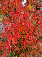 Beautiful red leaves on a branch close-up. Autumn plants background.