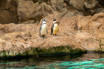 penguin on rock