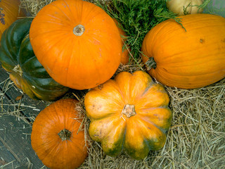 Beautiful ripe pumpkins lie on the straw. Farmers autumn harvest. Gorgeous autumn background with pumpkins.