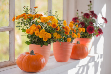 chrysanthemums  and pumpkins on old white  windowsill