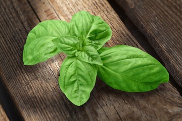 Green basil leaves on wooden background