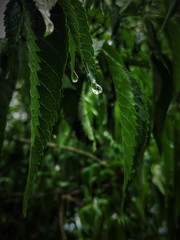 nature in spring with water droplets on the leaves