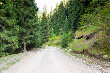 Obraz premium The road in the forest through the Christmas trees. Summer countryside landscape.