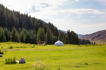 Summer landscape in the mountains. Tall trees of a Christmas tree, the national dwelling is a yurt....