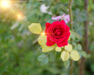 Red rose in the garden. Beautiful red rose on a beautiful sunny day. Sun flare.	
