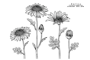 Sketch Floral Botany Collection. Daisy flower drawings. Black and white with line art on white backgrounds. Hand Drawn Botanical Illustrations. Nature Vector.