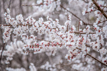 Apricot flower bloosom in Ladakh, India. White flower on branch looklike sakura blooming on winter season.