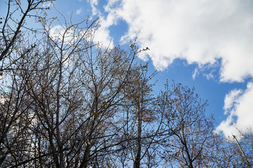 Naked branches of a tree against blue sky in early spring day