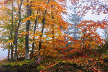 autumnal beech forest background. wet foliage in fall colors. mysterious weather condition on a foggy morning. beautiful nature scenery