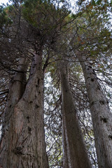 couple tall redwood trees in the park on a cloudy day with dense foliage covered top