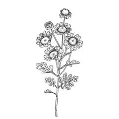 Sketch Floral Botany Collection. Feverfew flower drawings. Black and white with line art on white backgrounds. Hand Drawn Botanical Illustrations. Nature Vector.