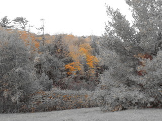 automne dans la région de Québec