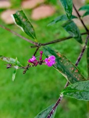 flower in the garden