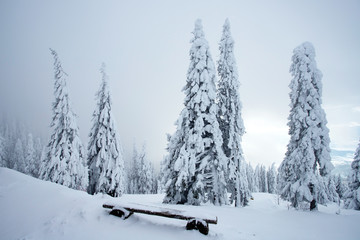 Snowy fir trees