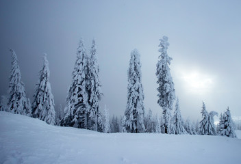 Snowy fir trees