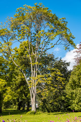 tall tree in the park surrounded by green foliage under blue sky on a sunny day