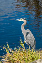 one great blue heron resting on the edge of the pond on a sunny day