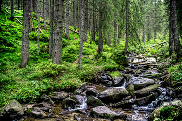 The mountain river of the Carpathians, flowing past the moss-covered slopes. Ukraine.