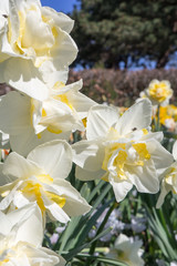 White daffodils on a sunny day. Selective focus