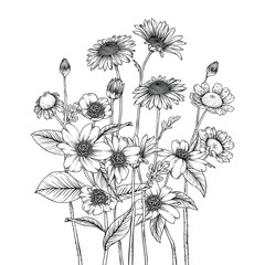 Sketch Floral Botany set. Daisy, Fever few,camellia flower and leaf drawings. Black and white with line art on white backgrounds. Hand Drawn Illustrations.Vintage styles