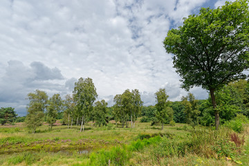 Birkenwald in den Niederlanden